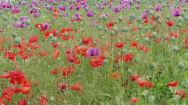 Olgunlaşmamış tohum kafaları ve tarlada yeşil çim ile kırmızı ve mor haşhaş Blooming. Rüzgarlı bir günde otlak. Mavi haşhaş tarlasının çiçeği. Çiçekli Papaver, tarımda olgunlaşan baklalar. Çiftlikte pipetlerle çiçek açan tıbbi bitkiler. Güzel bahçe