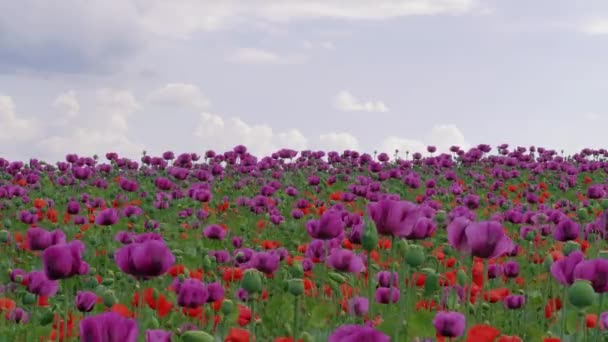 Fleur de champ de pavot rouge et violet contre ciel nuageux bleu. Papaver fleuri avec des têtes de graines non mûres au jour venteux. Fleurs de pavot bleu mûrissant avec gousses sur prairie en agriculture. Floraison de plantes médicales avec des pailles à la ferme. Blossom au jour venteux 