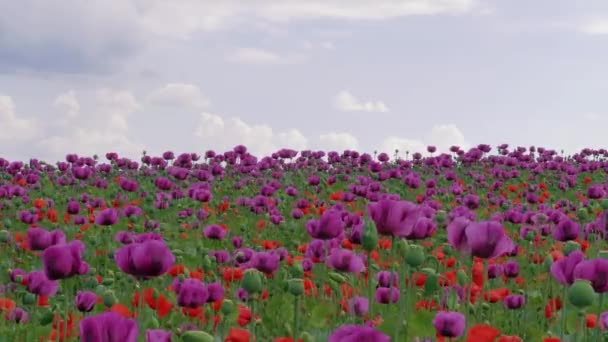 Blüte Des Roten Und Violetten Mohnfeldes Vor Blauem Bewölkten Himmel — Stockvideo