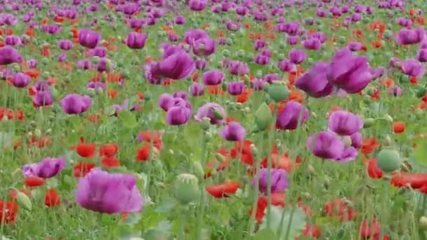 Blooming Red Purple Poppies Unripe Seed Heads Green Grass Field — Stock Video