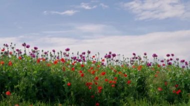 Mavi gökyüzü altında olgunlaşmamış tohum kafaları ile çiçeklenme mor ve kırmızı Poppies alanı, güzel otlak. Mavi haşhaş çiçeği. Renk kavramı. Çiçeklenme Papaver, tarımda olgunlaşan kapsüller. Tıbbi bitkiler. Çiftlikte Pipetler ile çiçek açan tıbbi bitkiler