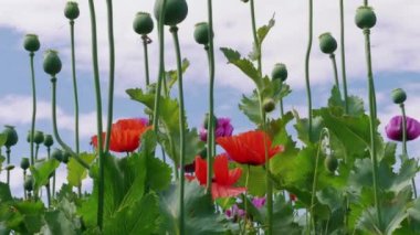 Mavi gökyüzü altında olgunlaşmamış tohum kafaları ile çiçeklenme mor ve kırmızı Poppies alanı, güzel otlak. Bitki üreme, bitkilerin genetik modifikasyon, renk kavramı. Tarımda çiçeklenme Papaver. Tıbbi bitkiler. Mavi haşhaş çiçeği. Güzel bahçe
