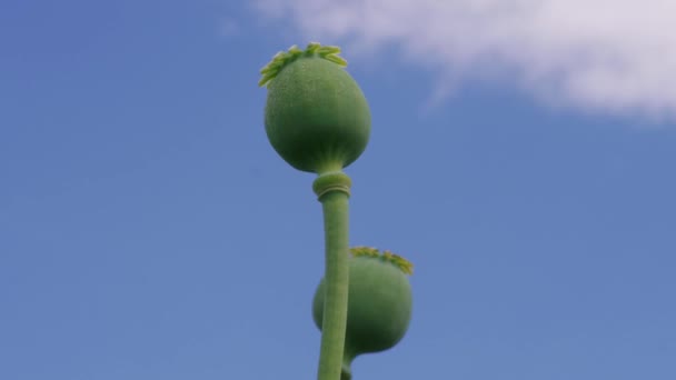 Unripe Poppy Capsules Blue Sky White Clouds Windy Day Two — Stock Video