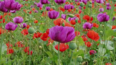 Çiftlik üzerinde olgunlaşmamış Pipetler ile mor ve kırmızı Poppies çiçekleme. Bitki üreme, bitkilerin genetik modifikasyon. Uyuşturucu, tarımsal şifalı bitkiler. Renk kavramı. Mavi haşhaş tarlası. Tıbbi bitkiler. Çiçekli Papaver, olgunlaşan Kapsüller