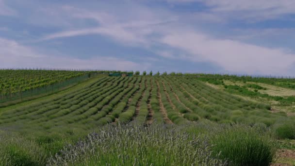 Flor Temprana Arbusto Lavanda Creciente Filas Campo Cielo Azul Germinación — Vídeo de stock