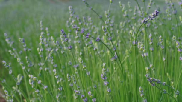 Близько Вирощування Лаванди Полі Раннього Цвітіння Літній День Кулінарна Трава — стокове відео