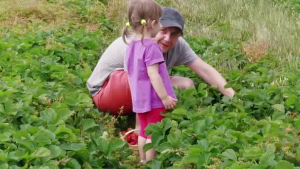 Father Daughter Gathering Ripe Red Garden Strawberry Basket Green Leaves — Stock Video