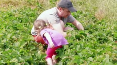 Adam ve küçük kız sepete olgun kırmızı bahçe çilek toplama. Aile çiftliği, bahçıvanlık. Babam kızına dut veriyor, tarlada diken diken etmek için koymuş. Çocuğu tarıma çekmek, yaz günlerinde hasat etmek. Birlikte meyve toplama