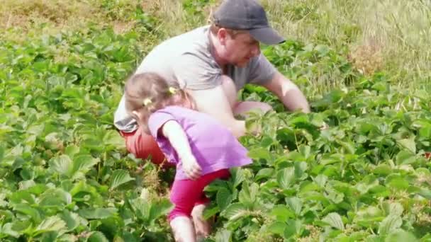 男人和小女孩收集成熟的红花园草莓到篮子 家庭农场 父亲把浆果送给女儿 她把它放下来在田里刺 吸引儿童到农业 在夏季收获 一起采摘水果 — 图库视频影像