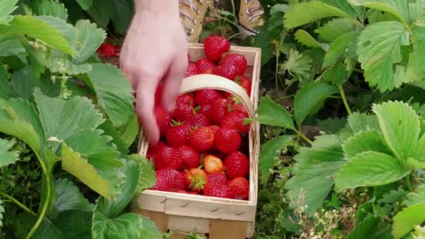 Person Hand Put Red Ripe Garden Strawberries Wood Basket Green — Stock Video