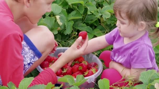 子供たちは 緑の葉の近くのバケツで熟した赤い庭のイチゴを手動で選別します 夏の日にベリーを収穫する少年と少女 イチゴを摘み 農業に子供たちを引き付けます 家族の農場 畑のガーデニングベリー 手動ピッキング果物 — ストック動画