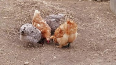 Birkaç kabarık Silkie tavuk çiftlikte serbest aralığında başparmak gagalama. Küçük Çin ipek tavuk tavukbesleme. İpeksi kümes hayvanları. Organik yaşam tarzı ile tavuk yetiştiriciliği. Silkie bantams dab, üreme. Kırsal kesimde kuş yemek. Tarım