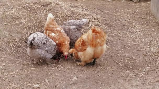 Weinig Pluizige Silkie Kippen Pikken Duimen Gratis Bereik Boerderij Kleine — Stockvideo