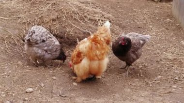 Tavuklar kümes hayvanı çiftliğinde ahırda serbest aralıkta yem gagalama. Kabarık Silkie tavukları başparmakları gagalıyor. Küçük Çin ipek tavuk çiftlik tavukbesleme. Organik yaşam tarzı ile tavuk yetiştiriciliği. İpekler bantam dab, üreme. Çiftçilik, tüy. Yerli 