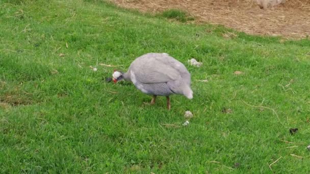 Guineafowl Doméstico Pecking Alimentar Grama Verde Estaleiro Livre Fazenda Aves — Vídeo de Stock