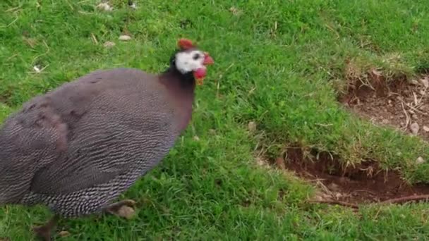 Kümes Hayvanı Çiftliğinde Serbest Aralık Ahıryeşil Çim Beslenen Yerli Gine — Stok video
