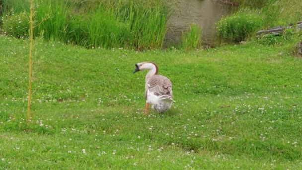 Graue Gänsefedern Der Nähe Des Seewassers Auf Einem Umweltfreundlichen Bauernhof — Stockvideo