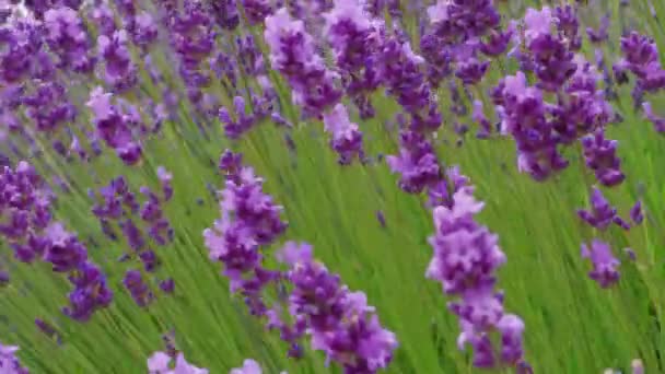 Primer Plano Creciente Floración Lavanda Floración Día Ventoso Verano Mano — Vídeos de Stock