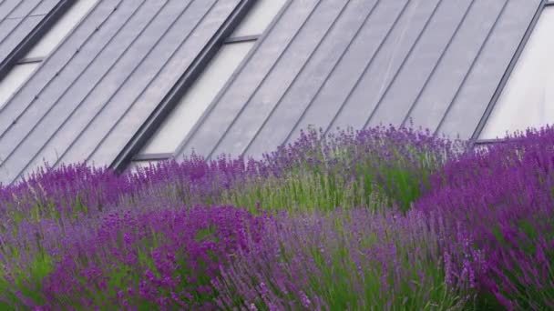 Ekologická Střecha Okna Pasivního Domu Blízko Levandulových Květin Větrného Dne — Stock video