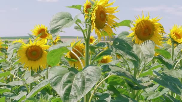 咲くヒマワリ 晴れた夏の日の成長のフィールド 農業風景の中で黄色い花 農場でヒマワリのハートの花 忠誠心 礼拝の概念 — ストック動画