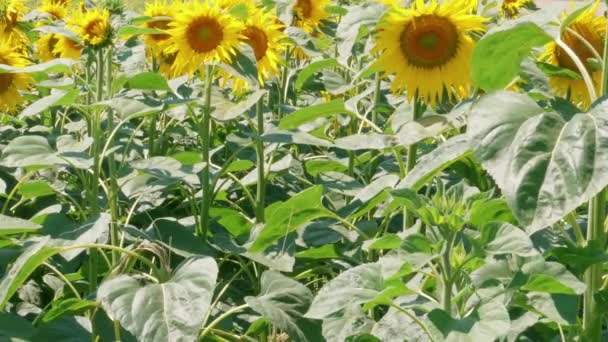 Groeiende Bloeiende Zonnebloemen Veld Zonnige Zomerdag Gele Bloemen Landbouw Landschap — Stockvideo