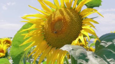 Çiçeklenme büyüyen ayçiçeği ve güneşli yaz gününde sahada arı tozlaşma, closeup. Tarımda sarı çiçek ve bal arısı. Böcek çiftlikte çiçek açan ayçiçeği kalp polen nektar toplama. Hayranlık, uzun ömür, iyi şans kavramı