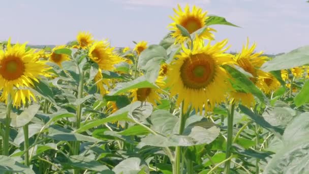 ヒマワリ畑を開花させ 晴れた夏の日に花にミツバチを受粉させる 農業における黄色い花とミツバチ 農場で開花ヒマワリの心臓に花粉の蜜を集める昆虫 ハードワーク 創造性の概念 — ストック動画