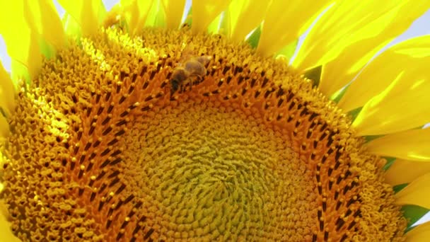 Close Van Bestuikende Bijen Bloeiende Zonnebloem Zonnige Zomerdag Hard Werk — Stockvideo