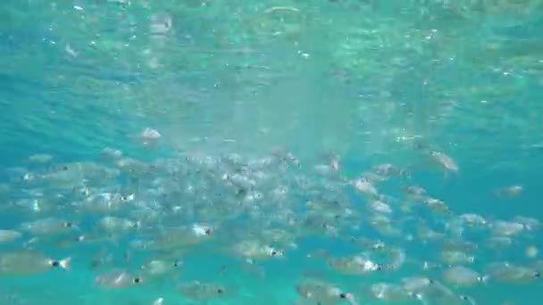 Ecole Pêche Daurade Mordant Nourriture Baignade Prise Sous Marine Dans — Video