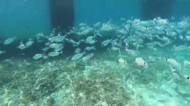 Sea Bream Fish School Swimming Fast Underwater Shot Adriatic Sea — Stock Video