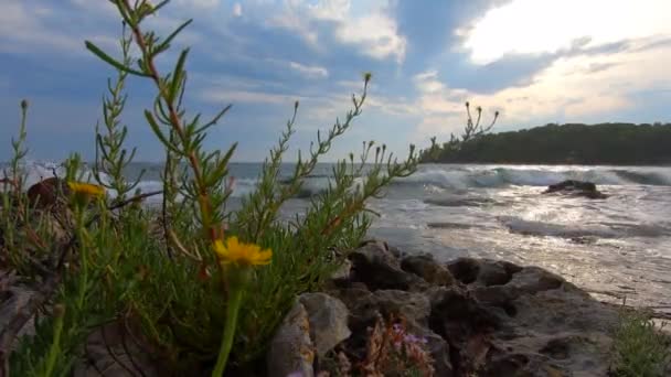 Cultivando Plantas Costa Pedra Contra Mar Tempestuoso Céu Nublado Antes — Vídeo de Stock