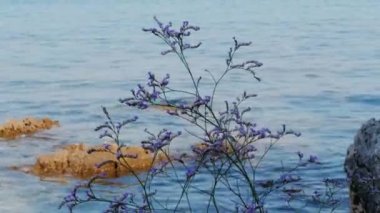 Taşlarla mavi denize karşı çiçekli leylak limonium bitki, el. Adriyatik sahilinde deniz lavantası mor çiçekleri, batık kayalar. Kayalık sahilde çiçek açan mor deniz lavantası. Aquamarine dalgalar arka plan ve gizli resifleri üzerinde Blossom