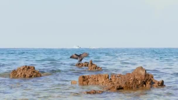 Nagy Cormorant Elterjedésének Szárnyait Zátonyon Motorcsónak Terjedésű Hullámok Kézi Fekete — Stock videók