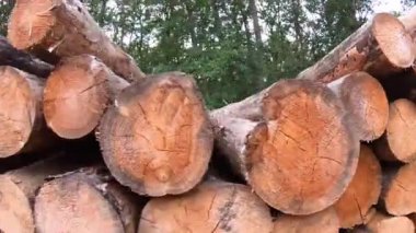 Ormanda ormansızlaşma, odun yığınındaki soba ormanları, el çekimi. Ahşap ve kereste endüstrisi. Odun hamuru endüstrisi, ahşap işçiliği. Ormanların tahrip edilmesi, kontrolsüz temizleme kavramı. Büyük bir kütük odun yığını yığılmış ağaçların Sawn gövdeleri