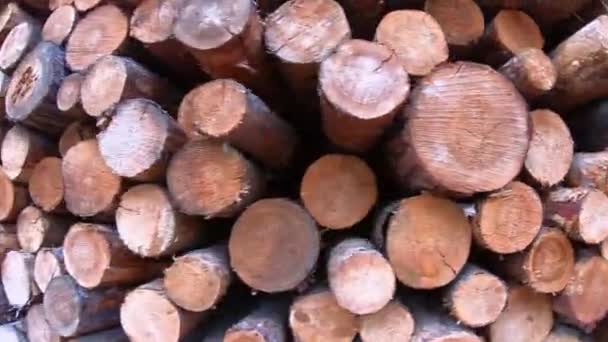 松树采伐 炉林在堆栈特写 森林清除 手持拍摄 砍伐森林 木制品和木材 木浆工业 森林破坏 不受控制的清除概念 堆放在木桩中的树干 — 图库视频影像