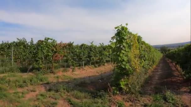 Řady Hroznových Kmenů Šlemi Zralých Bílých Révových Bobulí Travnatých Uliček — Stock video