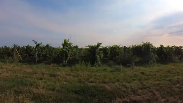 Αγροτικό Τοπίο Σειρές Από Κορμούς Σταφυλιών Τσαμπιά Από Ώριμα Λευκά — Αρχείο Βίντεο