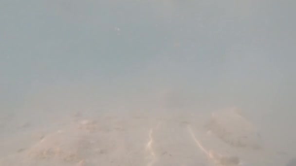 Caméra plongeant sous l'eau - au bord du lac avec une canne verte, le pied marchant vers le sable dans l'eau, la saleté soulevant un nuage de boue flottante, marchant par le sable. Tir à la main. Marcher sur fond boueux dans le lac. Étapes sous l'eau nuageuse dans la rivière peu profonde près de la côte 