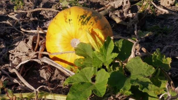 Growing Ripe Pumpkin Patch Yellow Flower Green Leaves Farm Field — 비디오