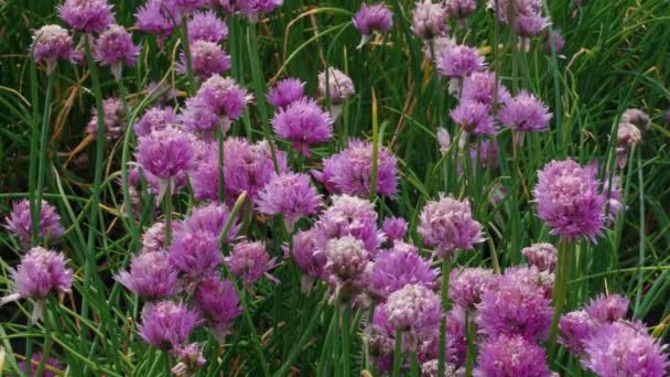 Flores Ajo Rosa Campo Primavera Temblando Viento Alium Floreciente Con — Vídeos de Stock