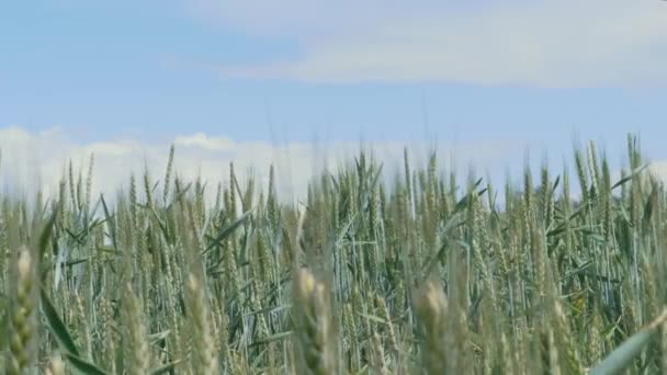 白い雲 選択的なフォーカスと青空に対して風の中で緑の小麦のトウモロコシのフィールドが来る 農場の風の強い日に熟していない耳 熟すライ麦の農業で将来の収穫 パンコーンのスパイクが耳の段階に入ってくる 農業事業の概念 — ストック動画