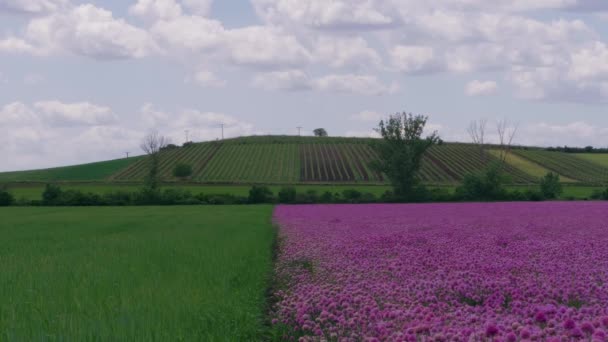 Twee Velden Roze Groene Kleuren Bloeiende Knoflook Onrijpe Tarwe Tegen — Stockvideo