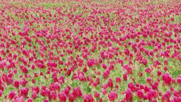 Blühende Karminrote Kleeblumen Fliegende Bienen Die Pollen Sammeln Kamerafahrten Frühlingstag — Stockvideo