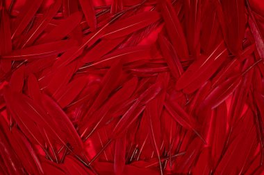 Kırmızı arka planda bir sürü koyu kırmızı kaz tüyü var.