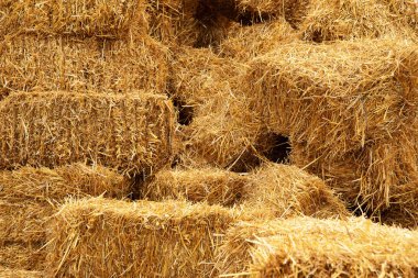 Arka planda dikdörtgen sarı saman paketleri