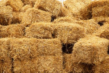 Arka planda dikdörtgen sarı saman paketleri