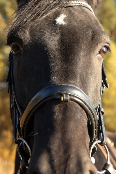 Cabeza de caballo negro cara completa primer plano — Foto de Stock
