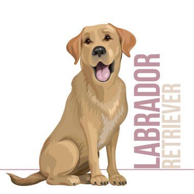 Mutlu siyah labrador retriever beyaz arka plan üzerinde oturan