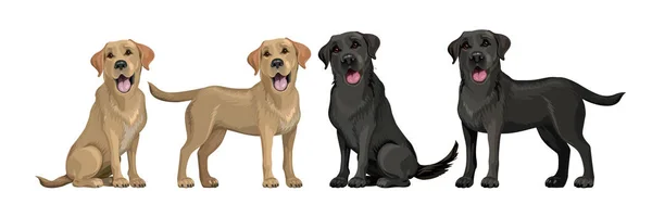 Guld gula Labrador Retriever och svart Labrador Retriever. Stående och sittande labradorer isolerade på vitt. Unga och vänliga hundar. — Stock vektor
