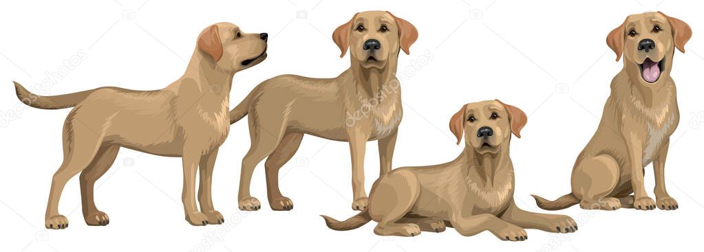 Gold yellow labrador retriever. Standing and sitting labradors isolated on white. The dog is lying. Young and friendly dogs. vector Gold yellow labrador retriever. Standing and sitting labradors isolated on white. The dog is lying. Young and friendly dogs. vector